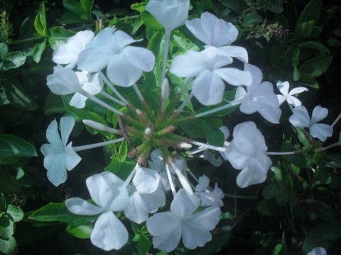 Plumbago auriculata 'Alba' - White Cape Forget-me-not